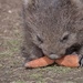 Wombat by kgolab