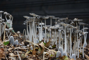 24th Oct 2020 - Mushrooms