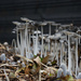 Mushrooms by parisouailleurs