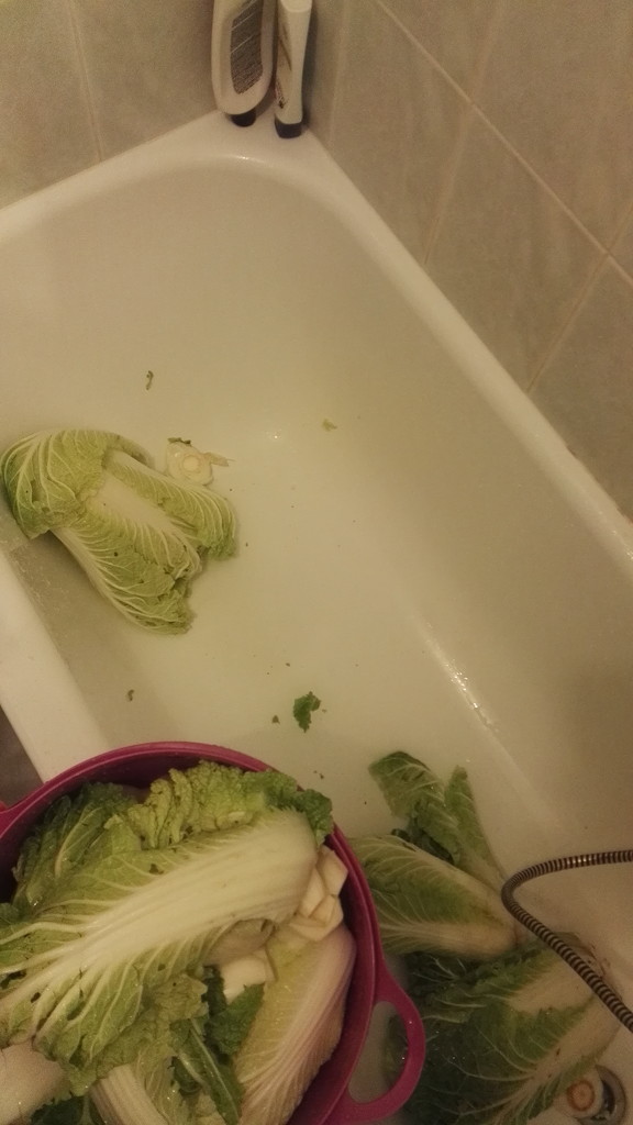 cabbage occupying the tub by zardz