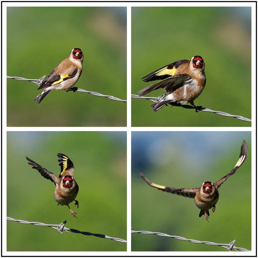 Goldfinch  by nzkites