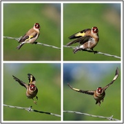 25th Oct 2020 - Goldfinch 