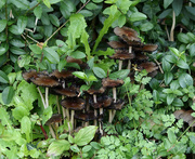 25th Oct 2020 - Toadstools