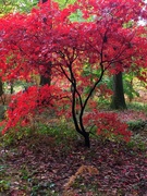 25th Oct 2020 - The arboretum at Queenswood in full colour!