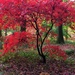 The arboretum at Queenswood in full colour! by snowy