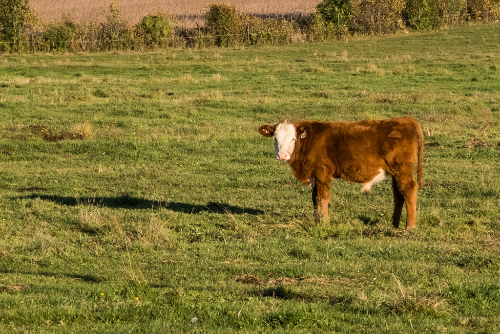  Hereford Cattle by sprphotos