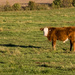  Hereford Cattle by sprphotos