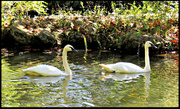 21st Oct 2020 - Swans In The Fall