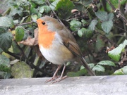 23rd Oct 2020 -  Robin on the Fence 