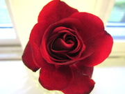 25th Oct 2020 - A rose for my late sister