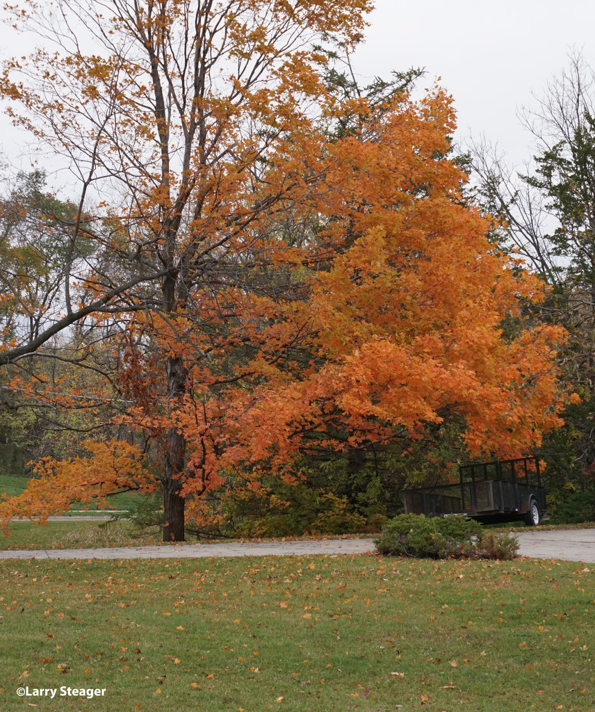 Fall colors by larrysphotos