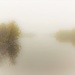 Fall Fog by lynnz