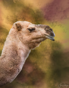 25th Oct 2020 - Camel for Homemade Textures