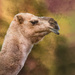 Camel for Homemade Textures by jgpittenger