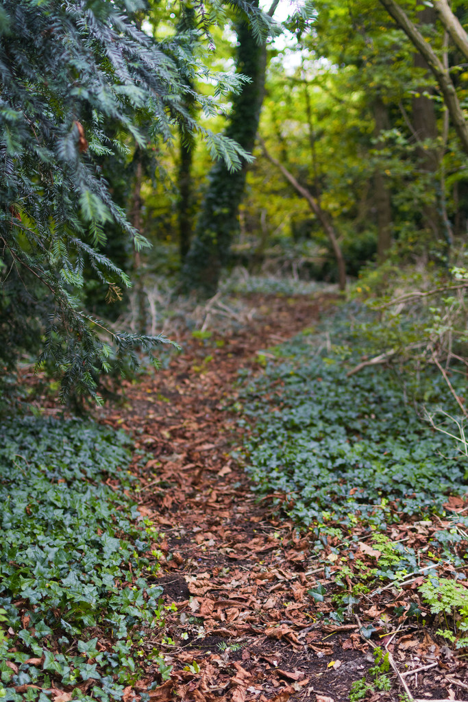 Autumn walks by rumpelstiltskin
