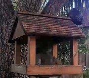 25th Oct 2020 - SQuirrel on the Birdtable