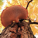 Saddleback Mushroom by juliedduncan