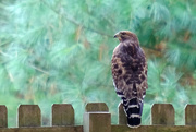 25th Oct 2020 - Red Shouldered Hawk #7367