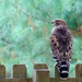 Red Shouldered Hawk #7367 by lsquared
