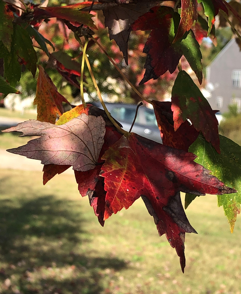 Red leaf by homeschoolmom
