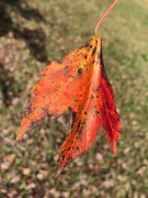 24th Oct 2020 - Orange leaf