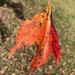 Orange leaf by homeschoolmom