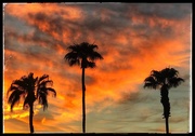 25th Oct 2020 - Palms at Sunset