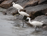 27th Aug 2020 - We Three Birds