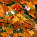 Leaves Trees colors "Fall Colors" "Fall Foliage" nature by randy23