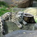 Baby Snow Leopard by randy23