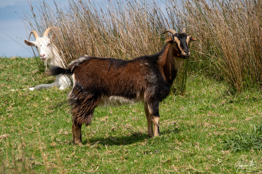 Goats by yorkshirekiwi