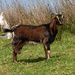 Goats by yorkshirekiwi