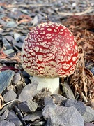 25th Oct 2020 - Fly Agaric