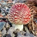 Fly Agaric by tinley23