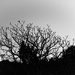 Twilight trees by kiwinanna