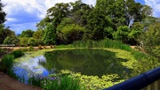 27th Oct 2020 -  Reflection Pond at Botanic Gardens ~    