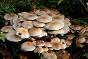 26th Oct 2020 - Woodland Fungi