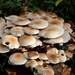 Woodland Fungi by davemockford