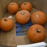 26th Oct 2020 - Pumpkin Day