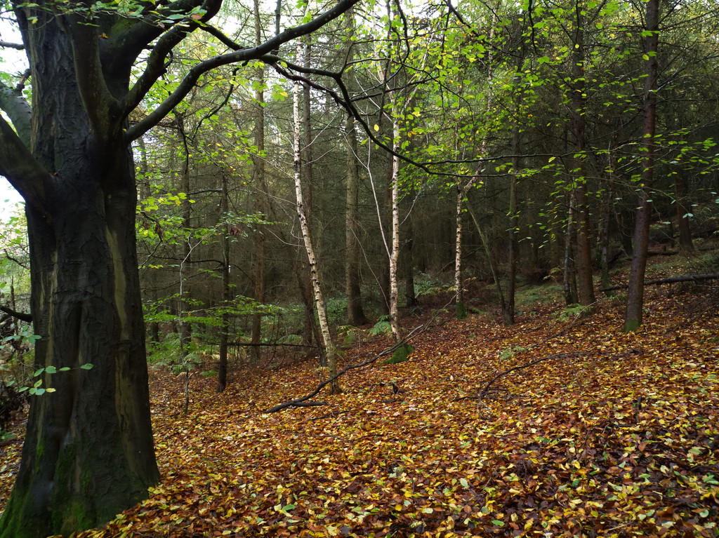 A walk in the woods by jon_lip