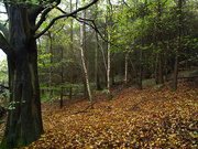 26th Oct 2020 - A walk in the woods