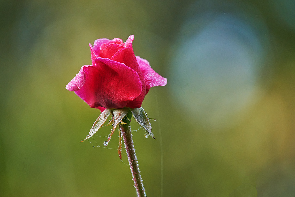 The Rose by gardencat