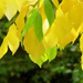 Fall Leaves by seattlite