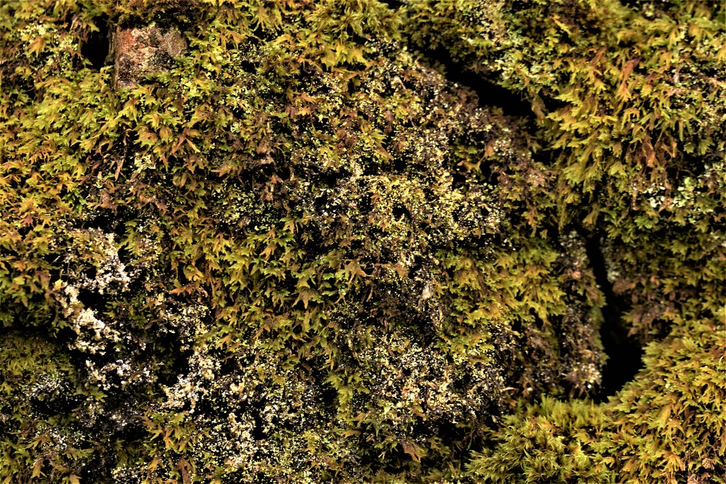 moss by christophercox
