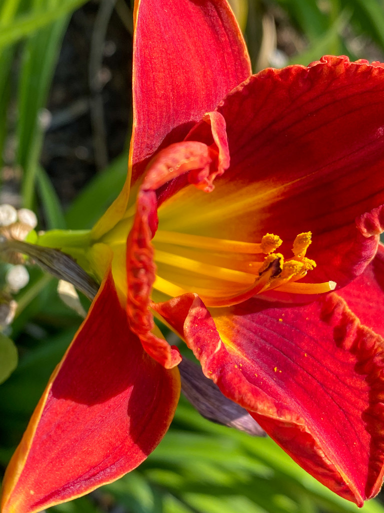 Lilies are blooming in the neighborhood by shutterbug49
