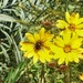 Pollination at Bok Tower, Lake Wales, FL by joesweet