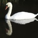  Swan at Llangorse   by susiemc