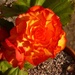  Beautiful Begonia  by susiemc