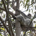 I have a suspicion by koalagardens