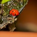 Ladybird by billyboy